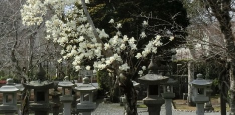 a Chiran, Kagoshima 2016